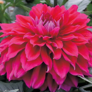 y\z _AE̊C 1y^LCcztA