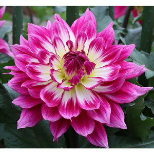 y\z ֍炫_AEʉHíj 1y^LCcztA