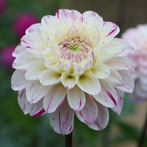 �y�\��z���� ���֍炫�_���A�E���~�G�[�� 1���y�^�L�C��c�����z�t�A��