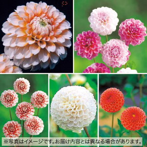 y\z ||炫_A܂5 Zbg 1gy^LCcztA