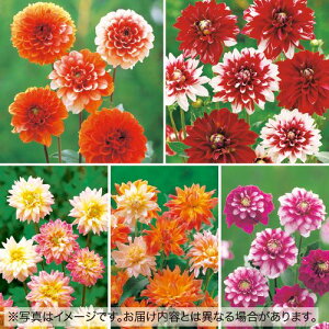 y\z 炫_A܂5 Zbg 1gy^LCcztA