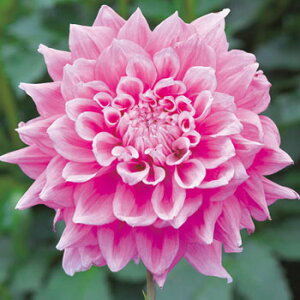 �y�\��z���� ������֍炫�_���A�E���R�� 1���y�^�L�C��c�����z�t�A��