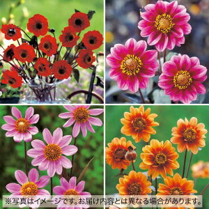 y\z lC̍t_A܂4 Zbg 1gy^LCcztA