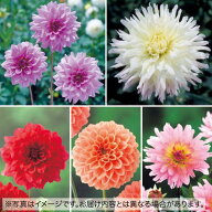 球根 切花に向くダリアおまかせ5種 セット 1組【タキイ種苗公式】春植え