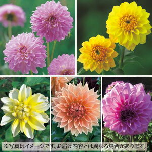 y\z pXeJ[̃_A܂5 Zbg 1gy^LCcztA