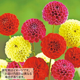 楽天市場 ダリア ポンポン 咲きの通販