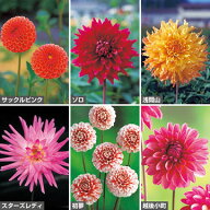 球根 おすすめダリア6種セット 1組【タキイ種苗公式】春植え