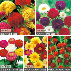 種 お供え花向き草花タネセット（春） 1組【タキイ種苗公式】春まき