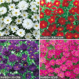 種 アスタートゥモロー系（花タネ）セット 1組【タキイ種苗公式】春まき 秋まき