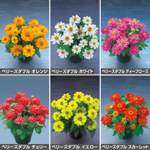  WjAiSjx[Y_uiԃ^ljZbg 1gy^LCczt܂