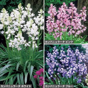  V[Jpj[^ Zbg 1gy^LCczHA