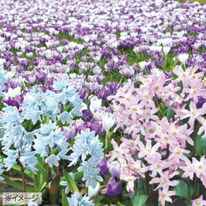  K[fRNV u[K[f 15y^LCczHA