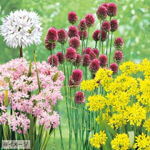  K[fRNV A[XyVK[f 15y^LCczHA