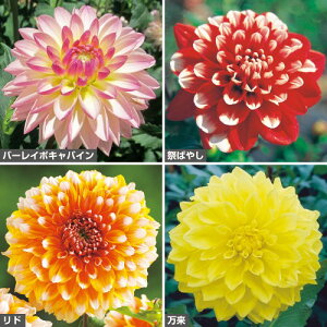 y\z ߃_A4 Zbg 1gy^LCcztA