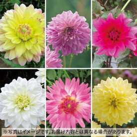 球根 中輪咲きダリアおまかせ6種 セット 1組【タキイ種苗公式】春植え