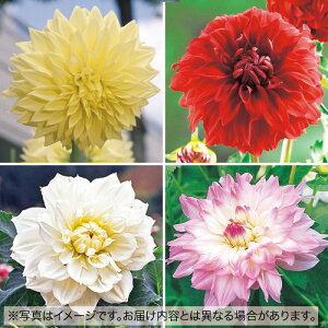 y\z ֍炫_A܂4 Zbg 1gy^LCcztA