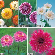 球根 おすすめダリア5種セット 1組【タキイ種苗公式】春植え