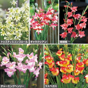  炫OWIX Zbg 1gy^LCczHA