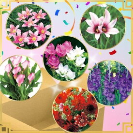 春植え球根お楽しみ箱 球根 1箱【タキイ種苗公式】