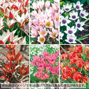  n`[bv܂4Zbg 1gy^LCczHA