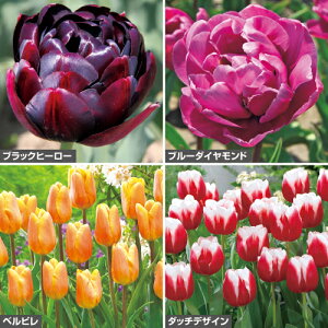  ؂ԌlC`[bv Zbg 1gy^LCczHA