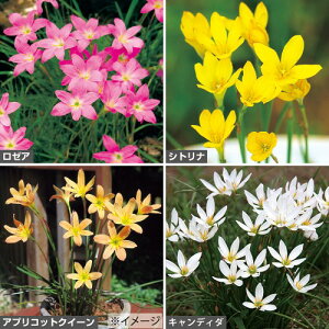 y\z [tBTX4Zbg 1gy^LCcztA