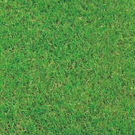 楽天市場 バミューダグラス 種の通販