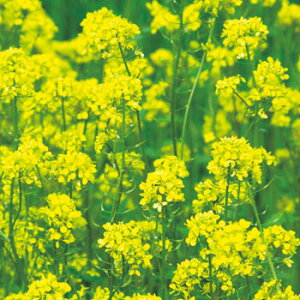 種 緑肥用からしな(シロカラシ)・黄花のちから 1袋