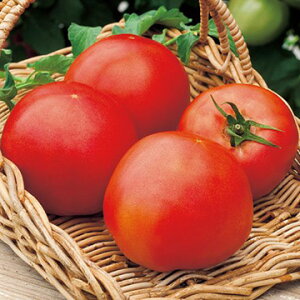 �� ��ʃg�}�g�E�T�^�[�� 1�܁y�^�L�C��c�����z