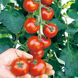 �� ���ʃg�}�g�E���C60 1�܁y�^�L�C��c�����z