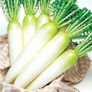 種 ダイコン・桜風 1袋