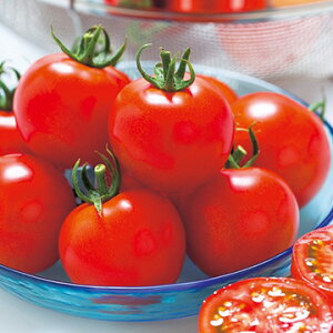 �� ���ʃg�}�g�E�t���e�B�J 1�܁y�^�L�C��c�����z