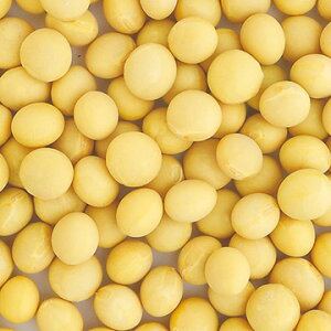 �� �G�_�}���E�߂̎q�哤 1�܁y�^�L�C��c�����z