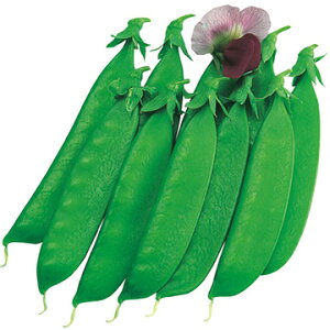  䰃GhEE␫ԉԌ䰁iԉԁEȂj 1