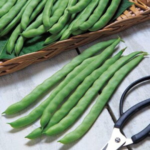 �� �邠��C���Q���E�P���^�b�L�[101 1�܁y�^�L�C��c�����z