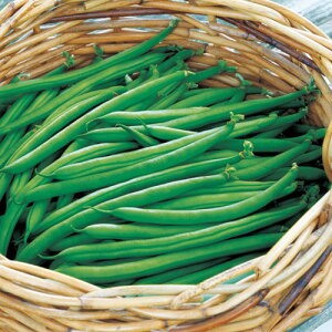 �� ��Ȃ��C���Q���E����݂ǂ� 1�܁y�^�L�C��c�����z