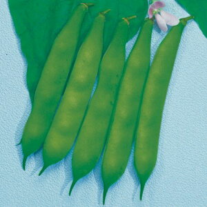 �� ��Ȃ��C���Q���E�{���� 1�܁y�^�L�C��c�����z