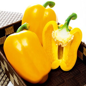  J[s[}Et[s[CG[ 1܁y^LCcz