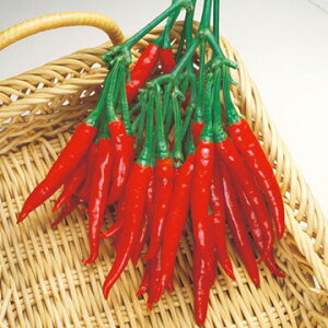  gEKVE̒܂Ƃ炵 1܁y^LCcz