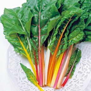  t_iEXCX`[h uCgCg 1܁y^LCcz