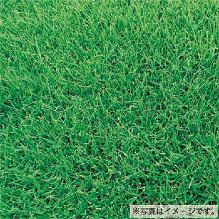 タキイ種苗 緑肥 ソバ 赤花そば 芝草 種子