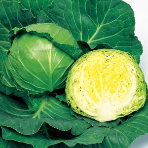 �� �L���x�c�E�W�����k 1�܁y�^�L�C��c�����z