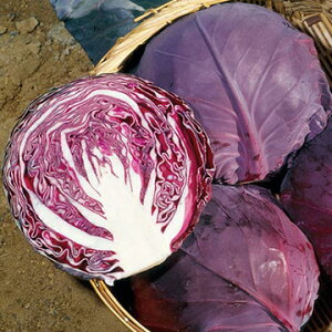  ԃLxcEr[{[ 1܁y^LCcz