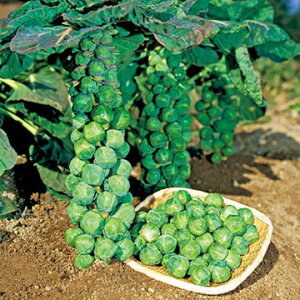 �� ���L���x�c�E�����q�� 1�܁y�^�L�C��c�����z