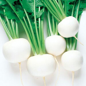 種 カブ・スワン 1袋