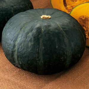 �� �J�{�`���E�O���b�Z 1�܁y�^�L�C��c�����z