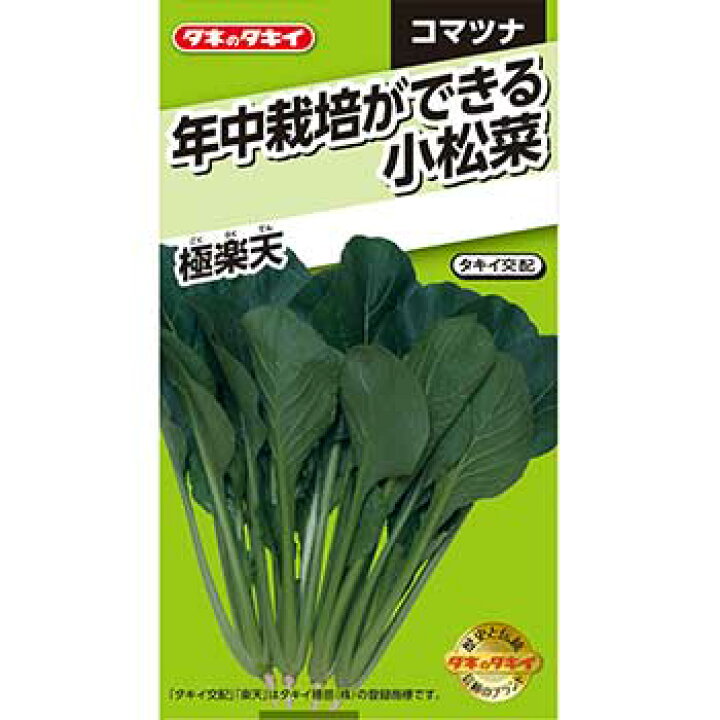 楽天市場 タキイ種苗 野菜 種子 コマツナ 年中栽培ができる小松菜 極楽天 タネのタキイ 楽天市場店