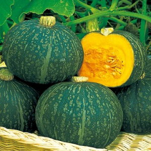 �� ���m�J�{�`���E�I���т� 1�܁y�^�L�C��c�����z