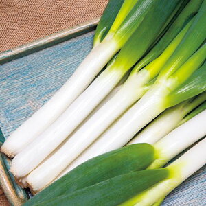  Z`[lMEӂׁi_@\琬j 1