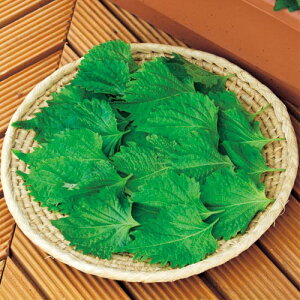 �� �V�\�i�t�����p�j 1�܁y�^�L�C��c�����z